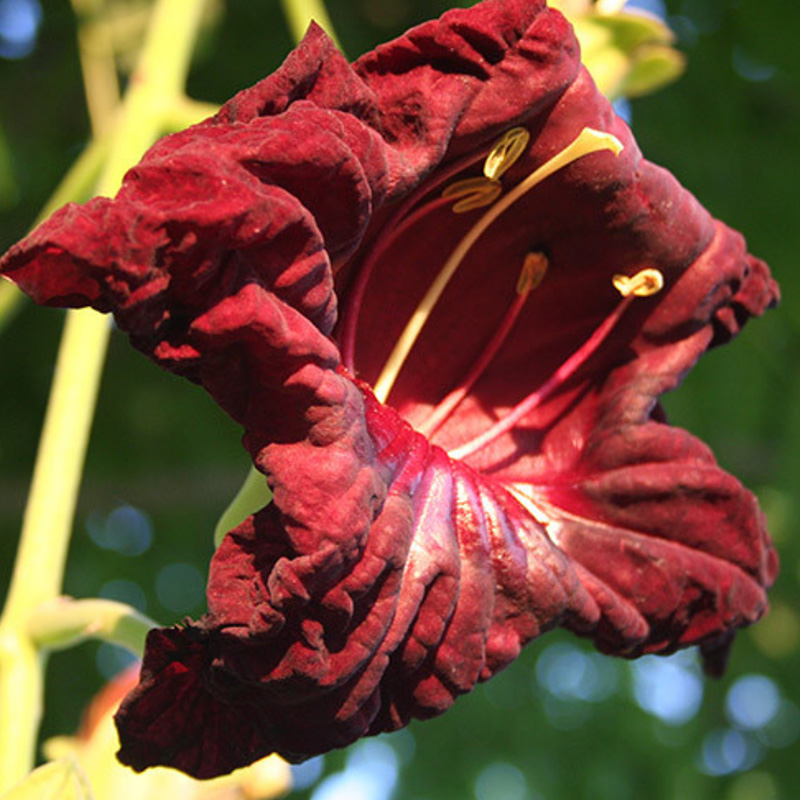 WL6830_kigelia_africana.jpg